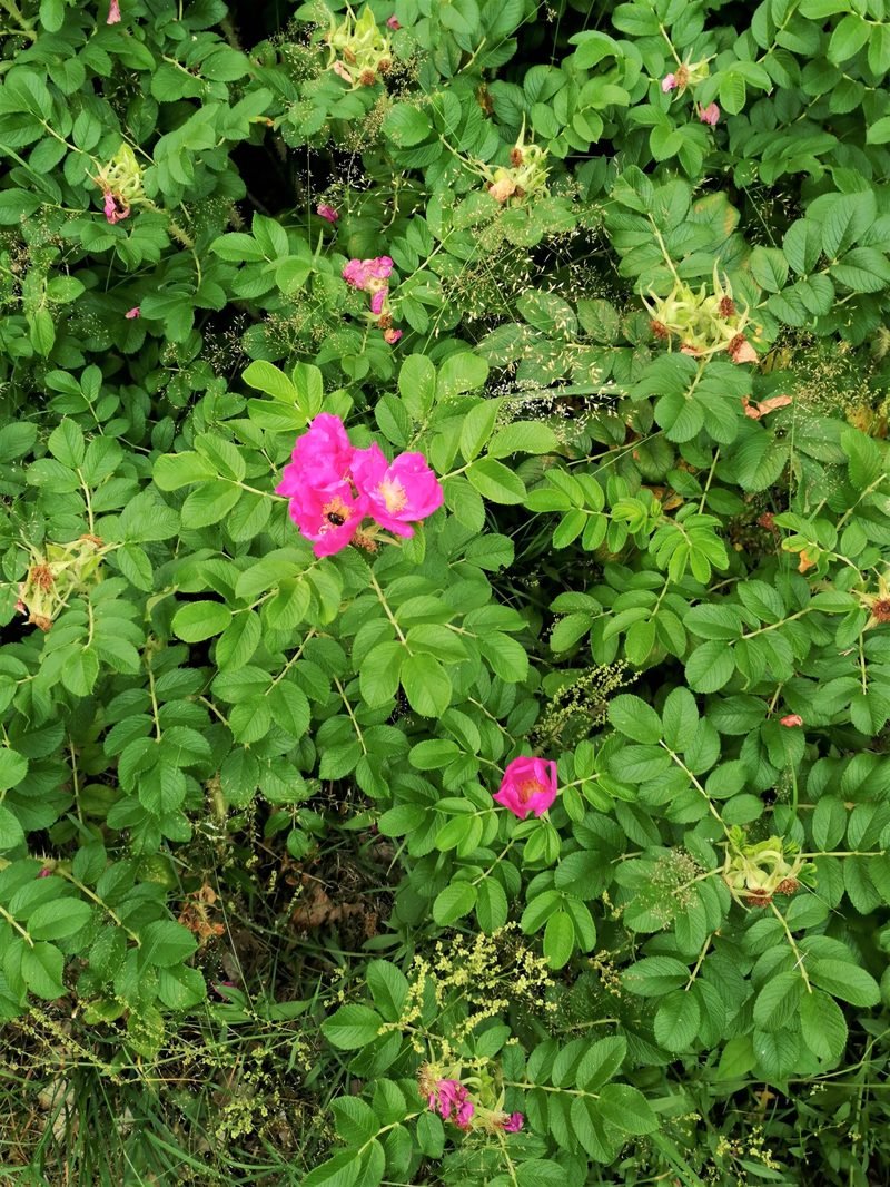 Natur
