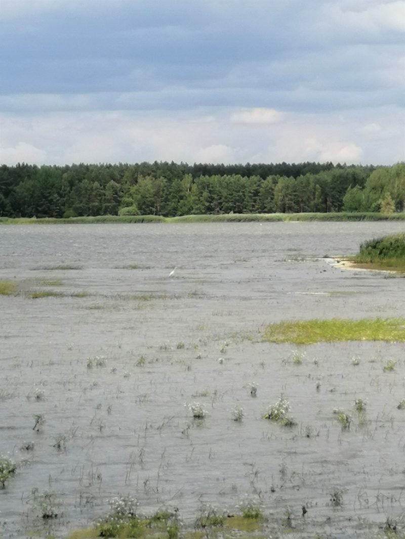 Reiher
